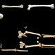Image for article titled A New Look at the Controversial "Hobbit" Fossil Skeleton